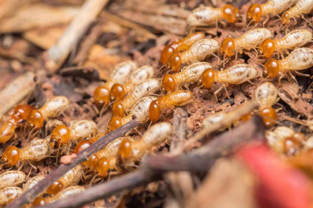 How Much Does Termite Control Cost? Bug Man Exterminating