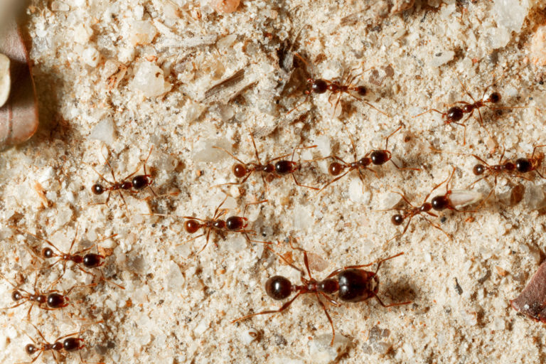 What Foods Attract Ants? Bug Man Exterminating