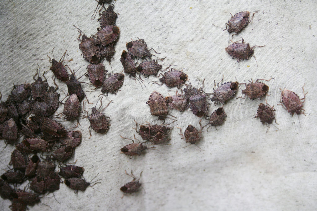 What Attracts Stink Bugs to Your Home? Bug Man Exterminating