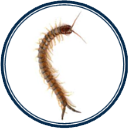 Centipedes