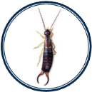 Earwigs