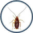 Cockroach - German