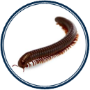 Millipede