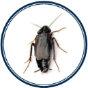 Cockroach - Oriental