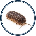 Pill Bug