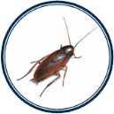 Cockroach - Smokybrown