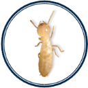 Termite