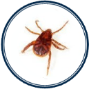 Ticks