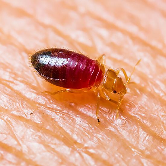 Close up of a bedbug