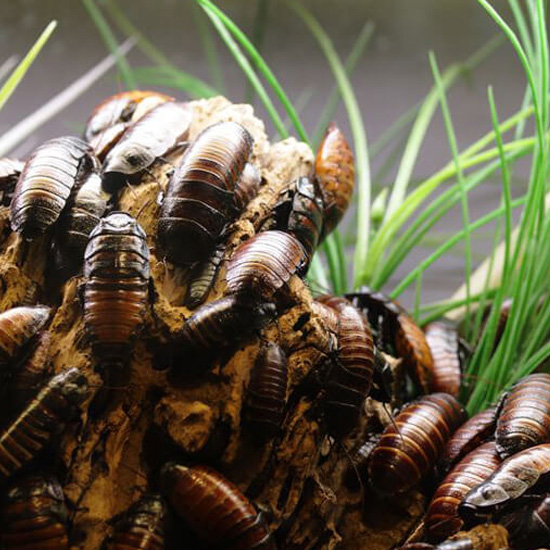 An infestation of cockroaches
