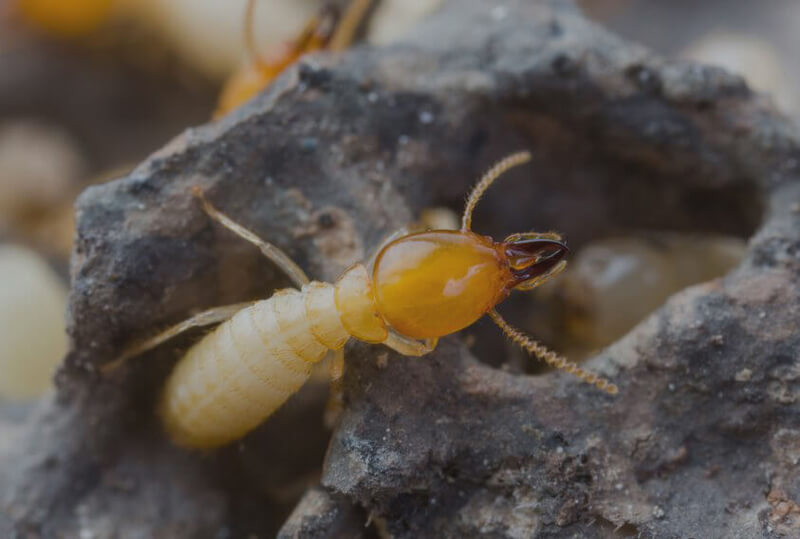 A young termite