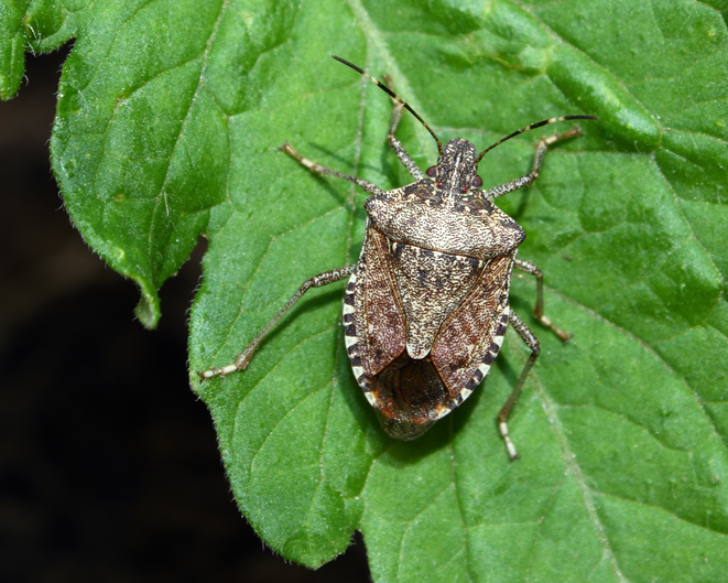 Repelling discount stink bugs