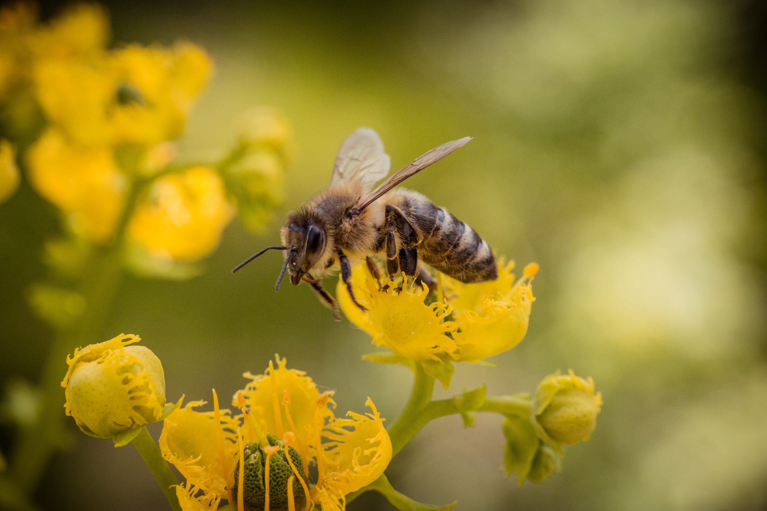 Top Tips for Removing Bees