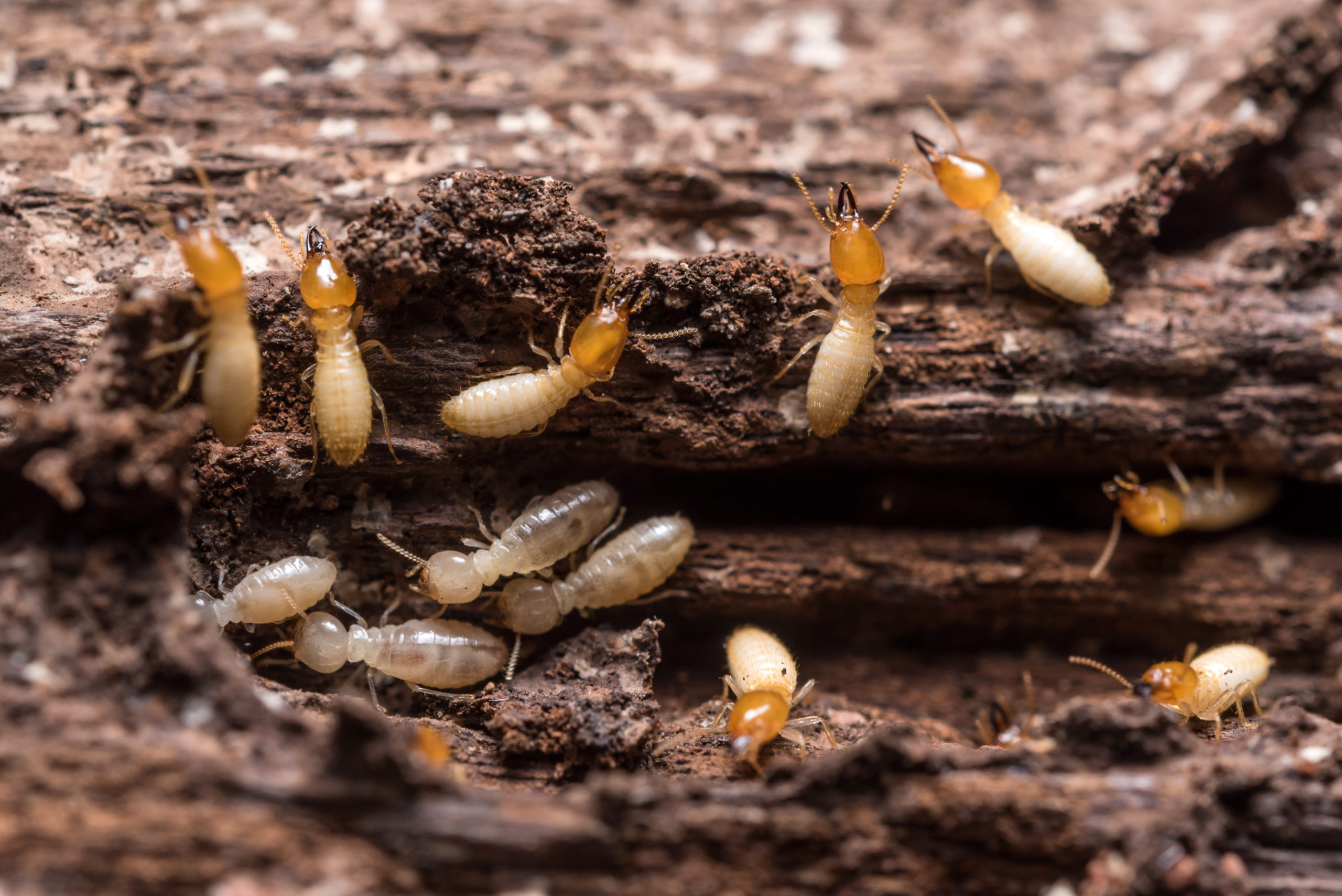 Termite Removal Expectation vs. Reality Bug Man Exterminating