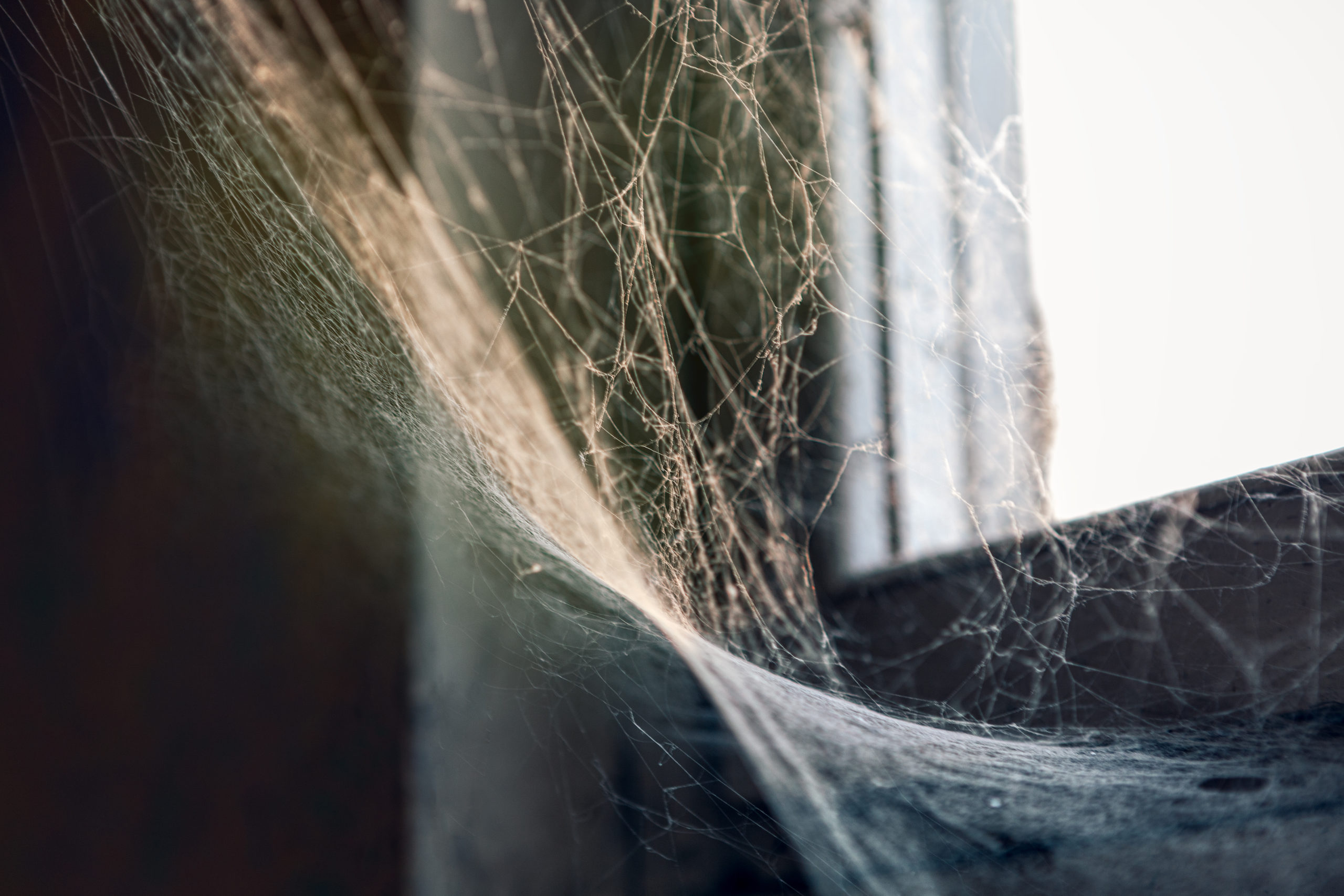 5 Spiders You Might Find in Your Home