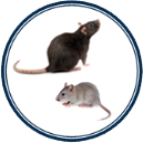 Mouse & Rat
