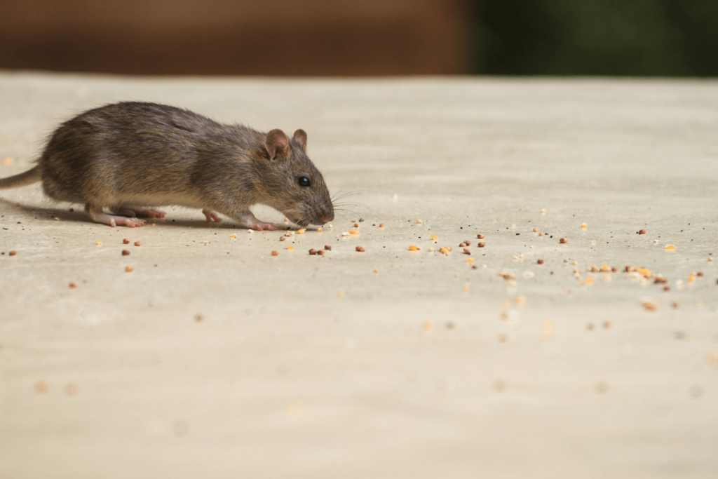 Mouse in house
