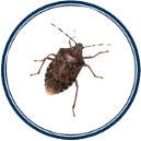 Stink Bugs