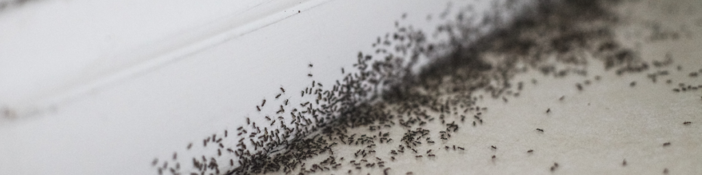 Carpenter Ants loved damaged or rotted wood