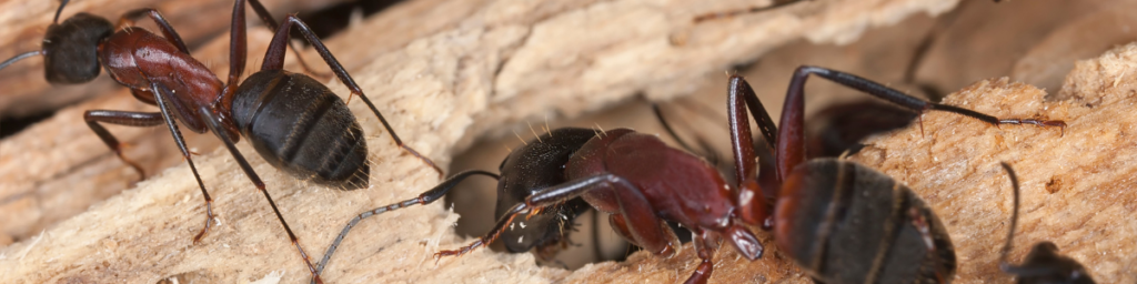 Carpenter Ants loved damaged or rotted wood