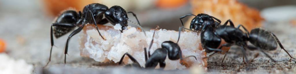 Use Ant Bait Traps