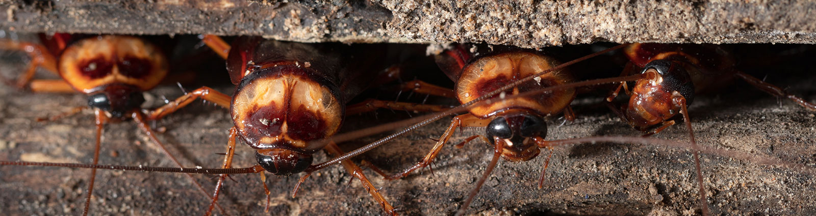 roaches entering a house