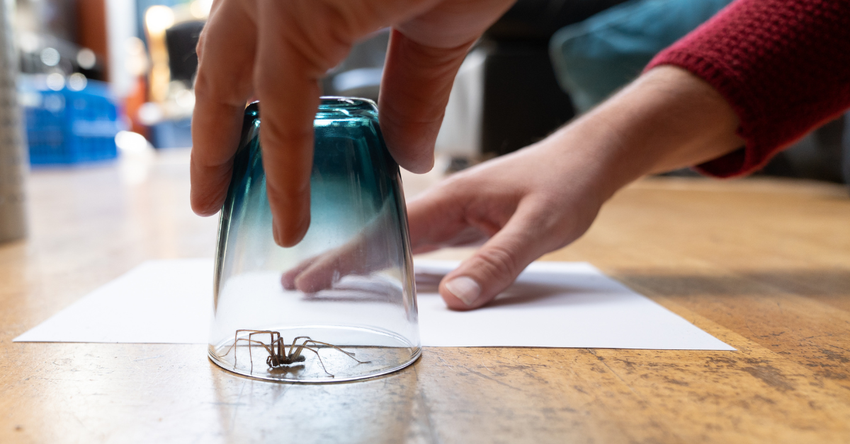 spider extermination experts catch spiders in your house