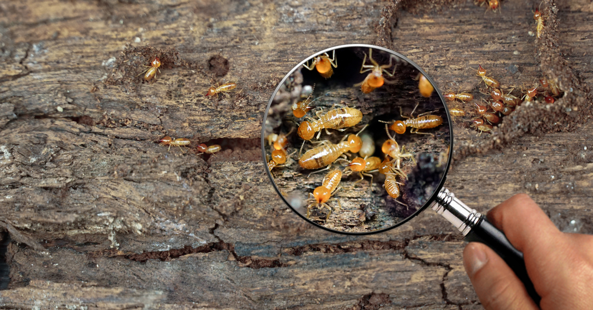 Spring pests termites in roanoke va