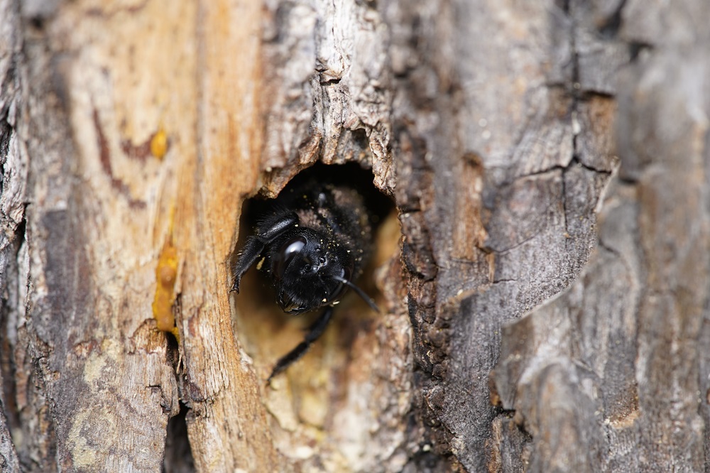 Carpenter Bees