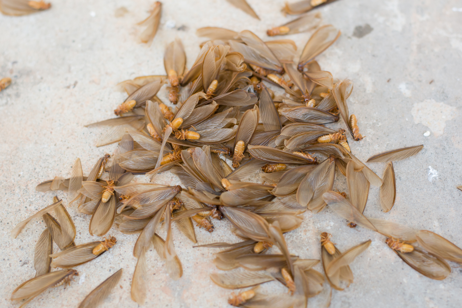 Termite Swarmers