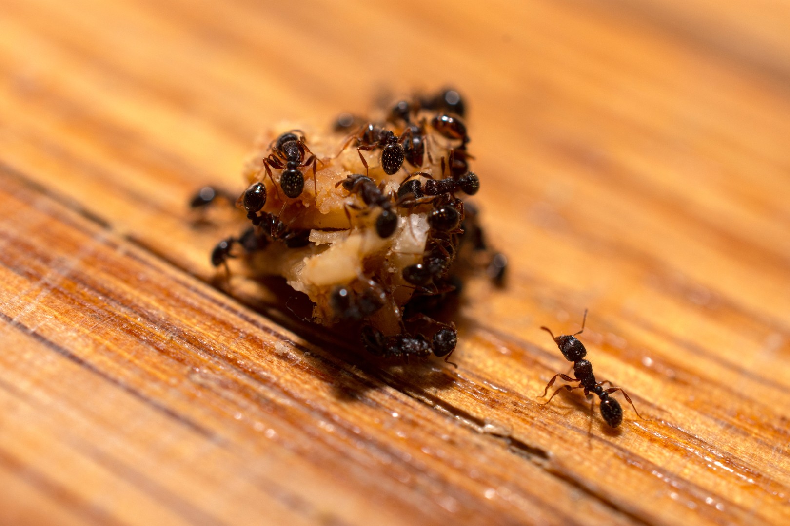 Ants eating a Cookie Crumb on the Ground