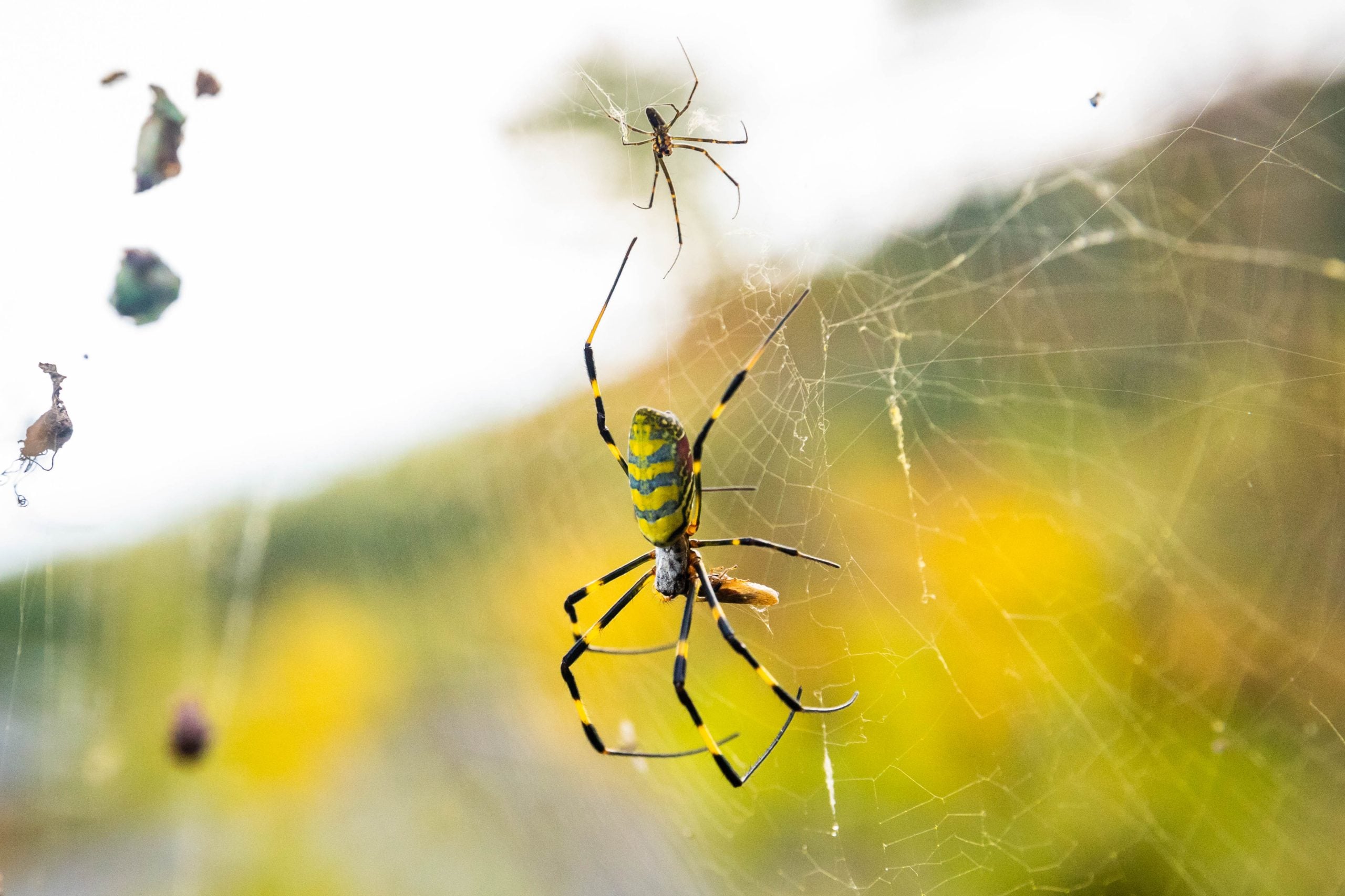 Joro spider in the net close up