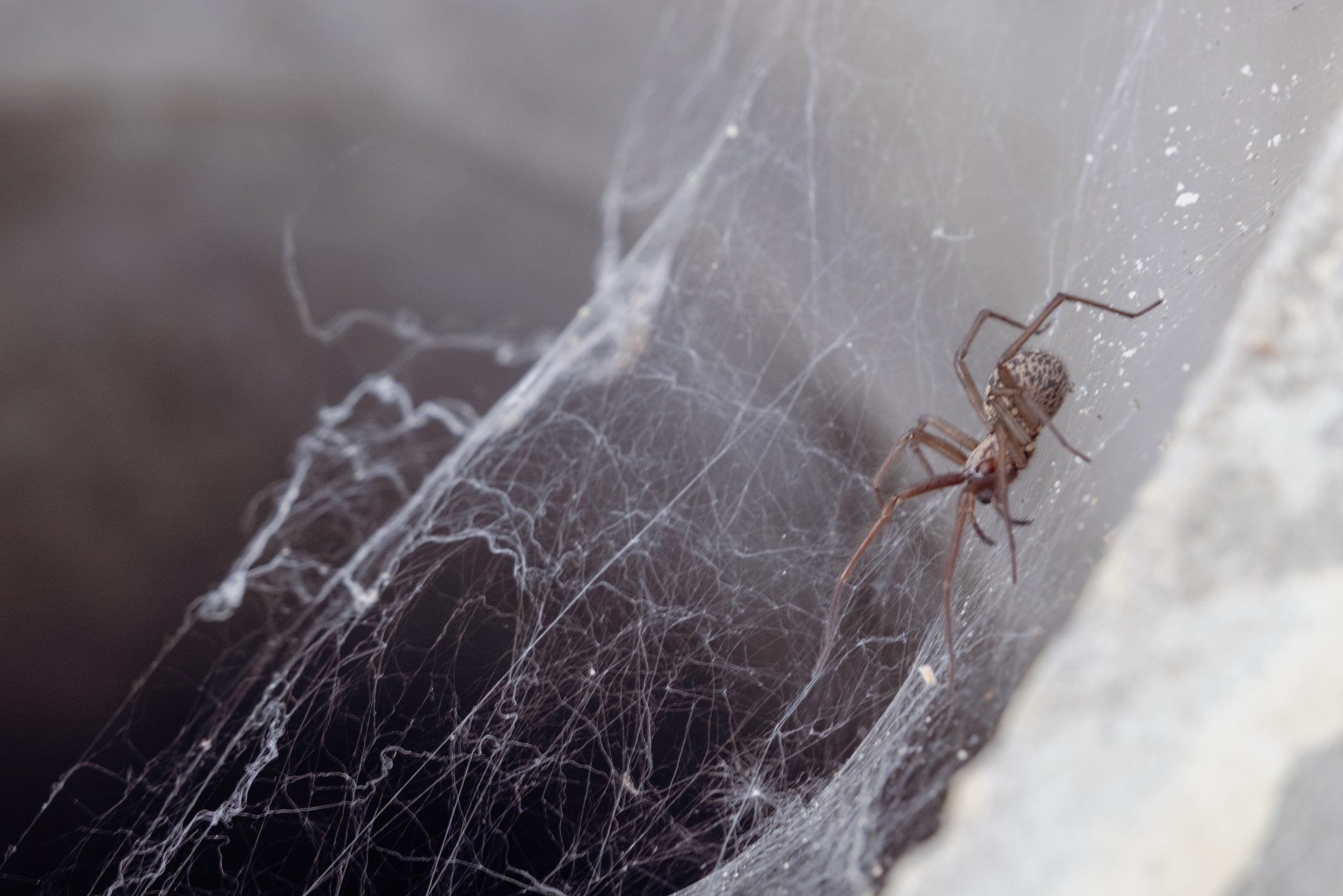 Large domestic spider on a web
